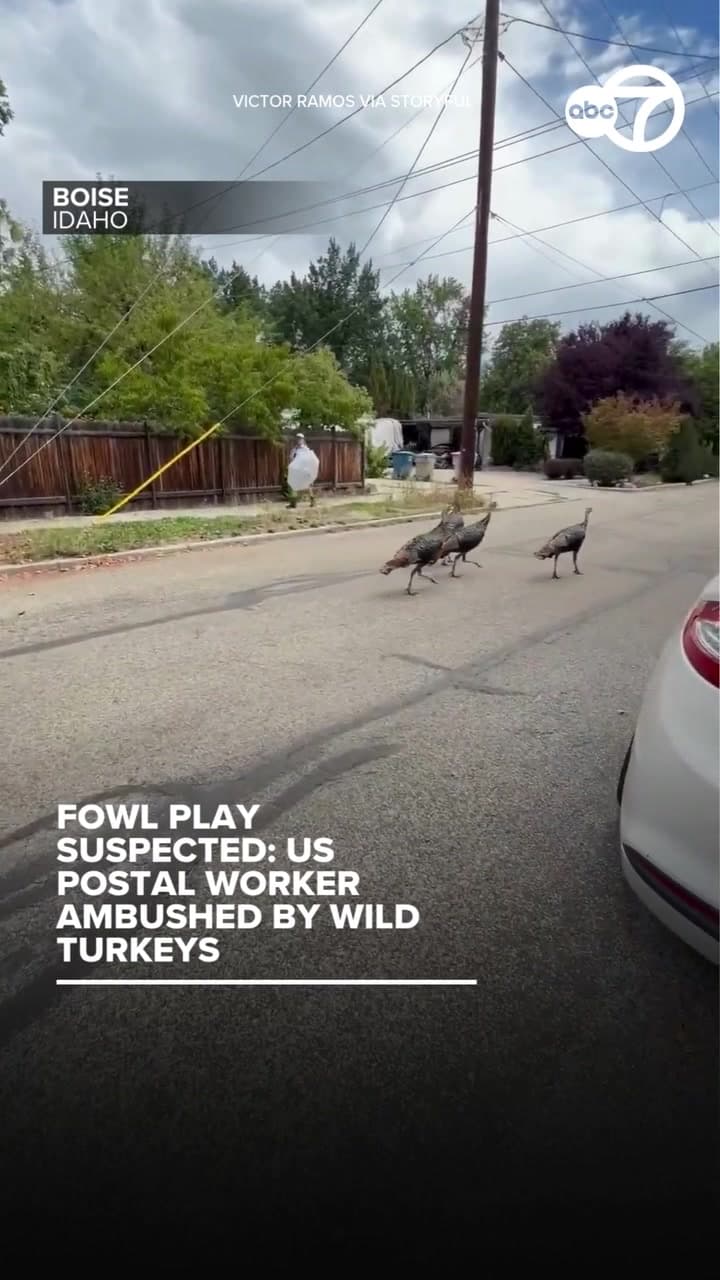 A Boise Mail Carrier’s Secret Weapon Against Neighborhood Turkeys: One Umbrella
