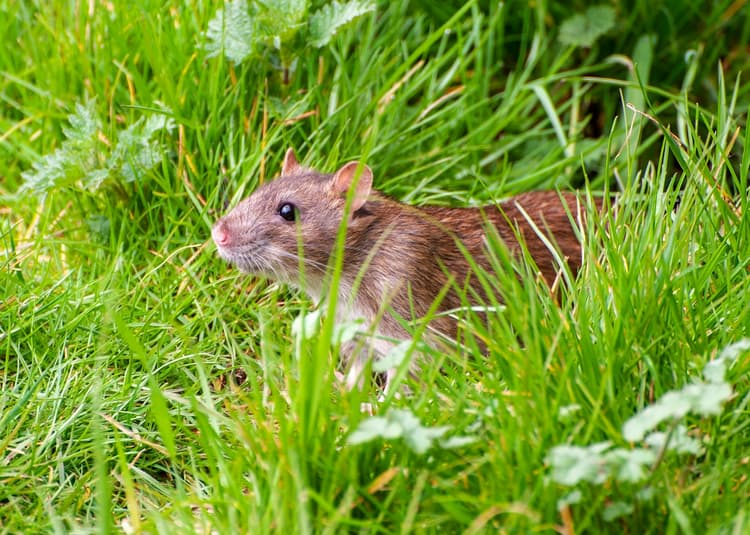 A Boise Woman Is Mapping the City’s Rat Problem, One Sighting at a Time